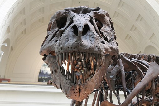 information you can learn about at the museum dinosaur